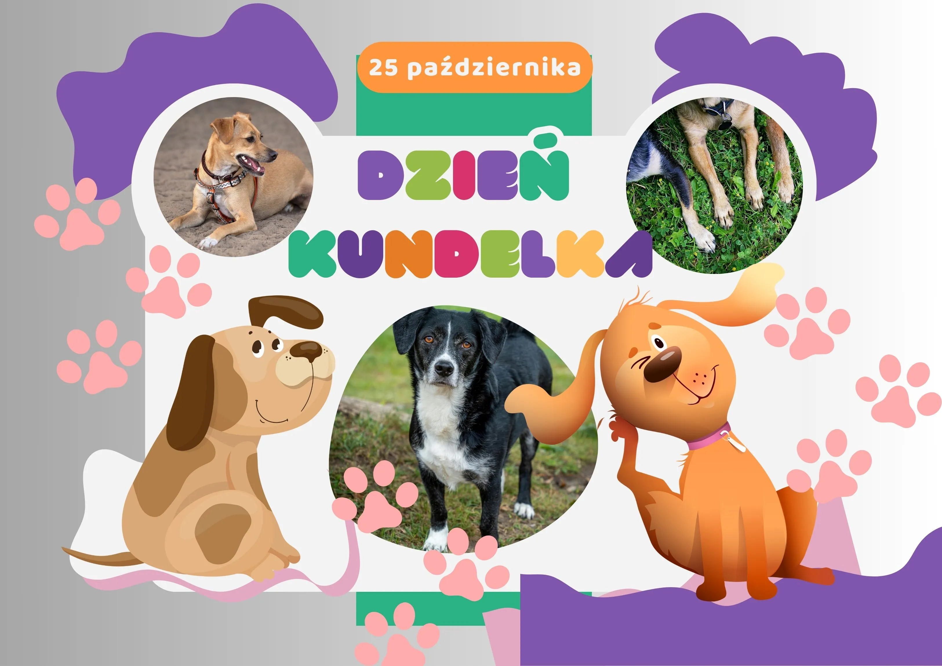 dzień kundelka